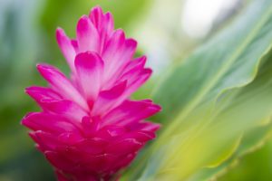 bright pink ginger flower