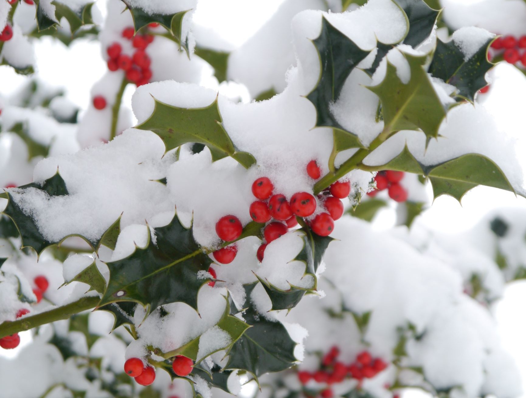 What It Really Means to Deck the Halls with Boughs of Holly - Allan's ...