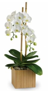 Pure elegance. That's what these divine white phalaenopsis orchids deliver.
