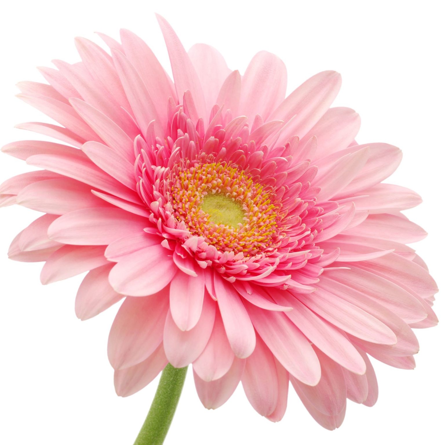 Spring’s Gorgeous Pastel Flowers - Allan's Flowers & More