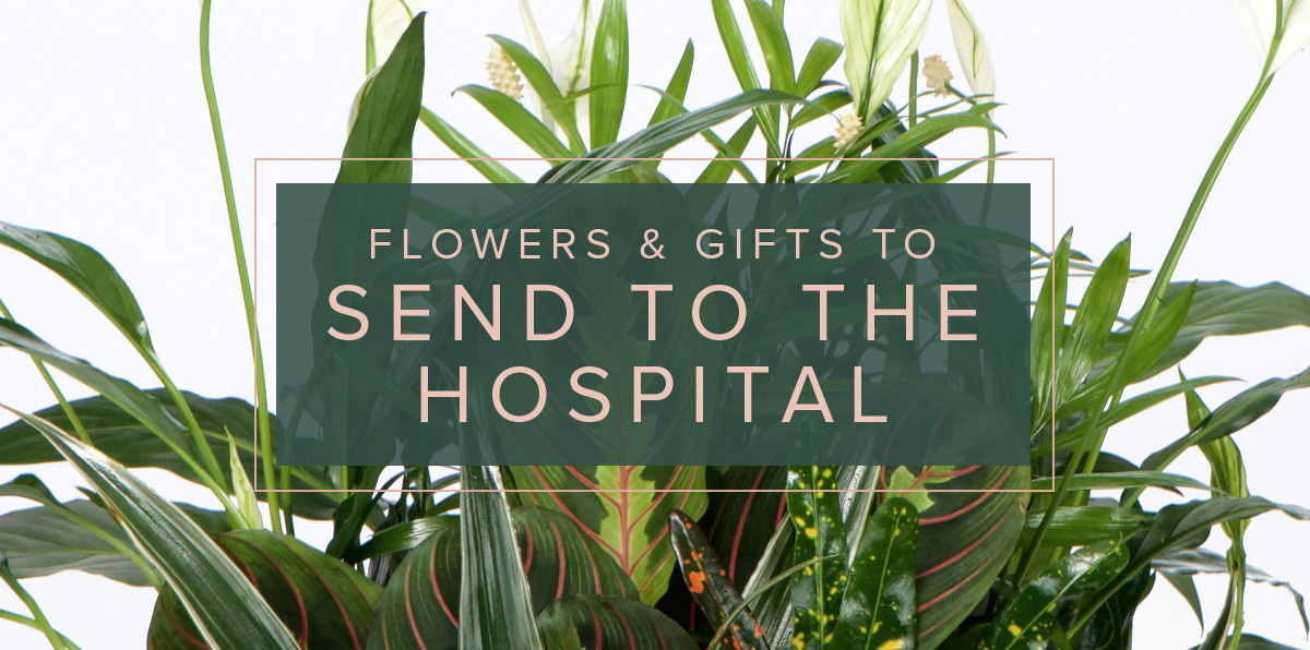 YOUR GUIDE TO SENDING BEAUTIFUL BLOOMS TO SOMEONE IN THE HOSPITAL